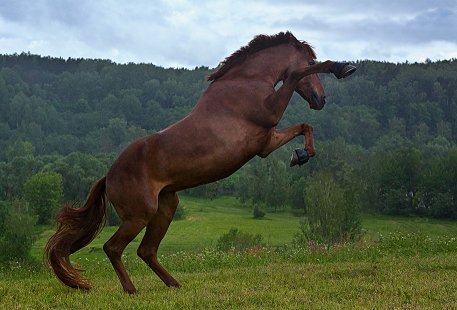 file_81212209