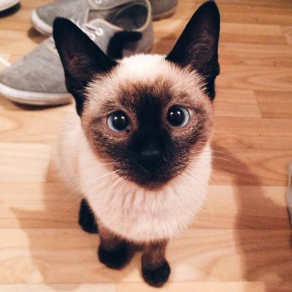 Котенок по имени Гав