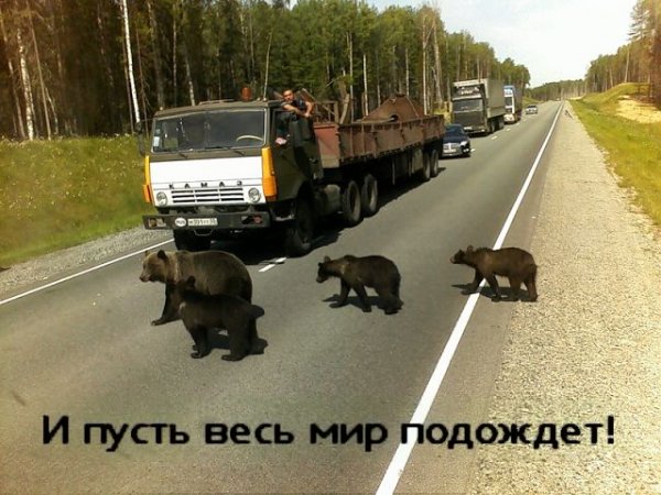 Медведи