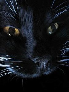 Blek kat