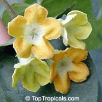 file_85274611
