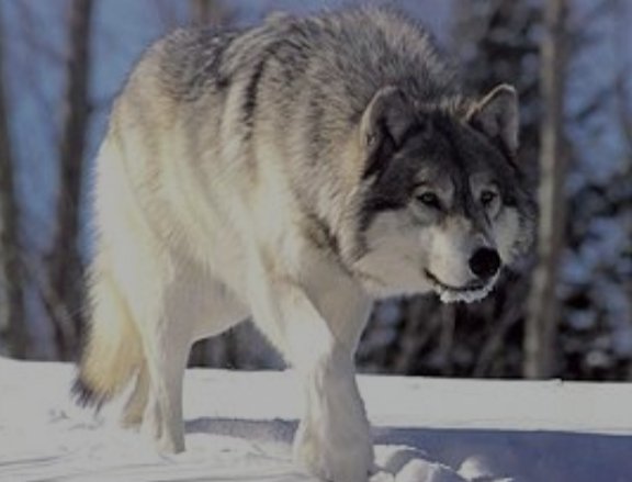 Wolf