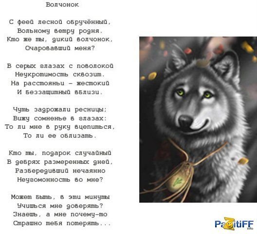 Волчёнок