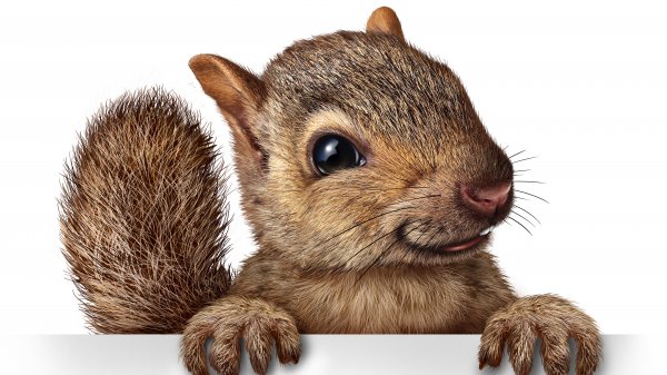 squirrel santa hat 8k