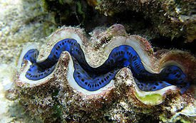 px-Tridacna sp by Ewa Barska