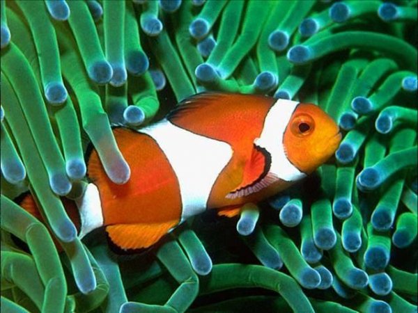Clownfish