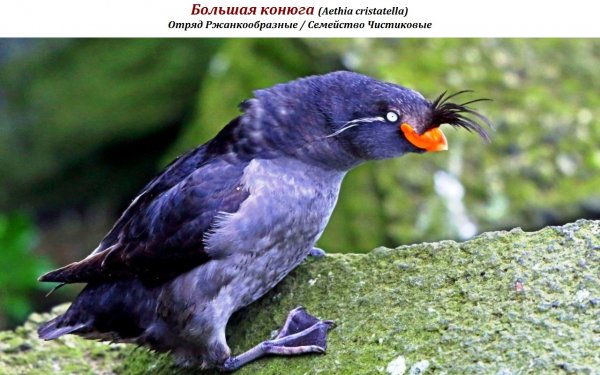 Большая конюга (Aethia cristatella)