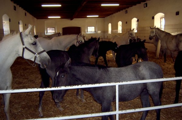 Young Lipizzaner