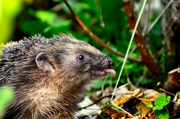 Naughty-hedgehog