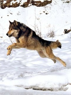 Pouncing Wolf