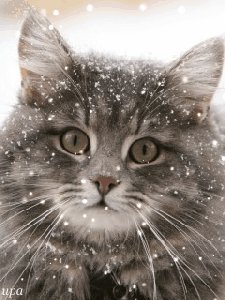 cat and snow