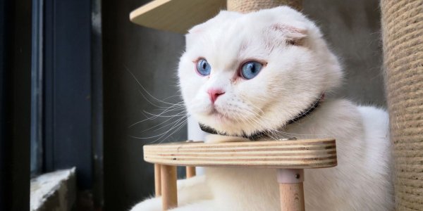 2 Шотландская вислоухая кошка (Скоттиш фолд)