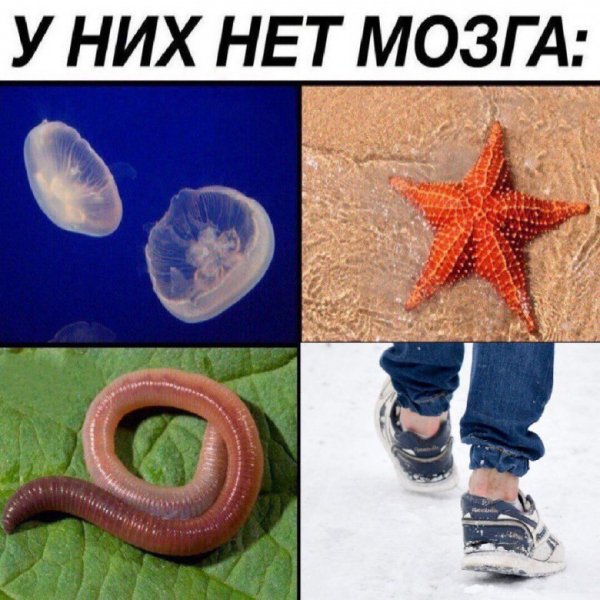 smeshnye-kartinki-s-nadpisyami-0