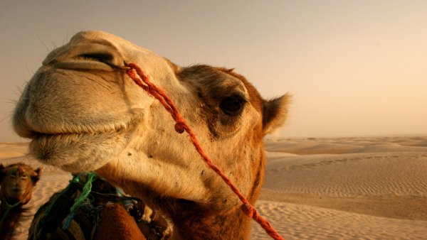 camel 1920x1080