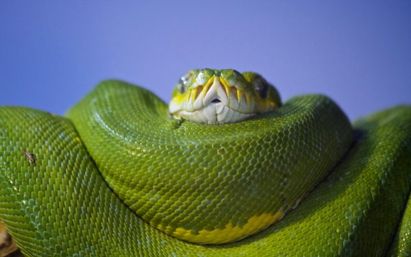 ssssshhhhhh-python