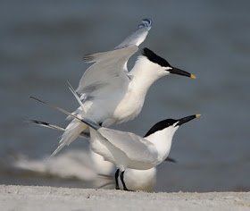 Крачки