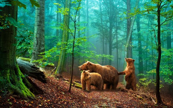 animals-bear-43526