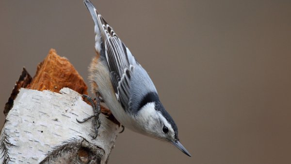 Птицы обои ПК