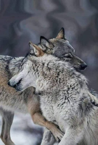 45-p-volk-i-volchitsa-volki-krasivo-foto-51