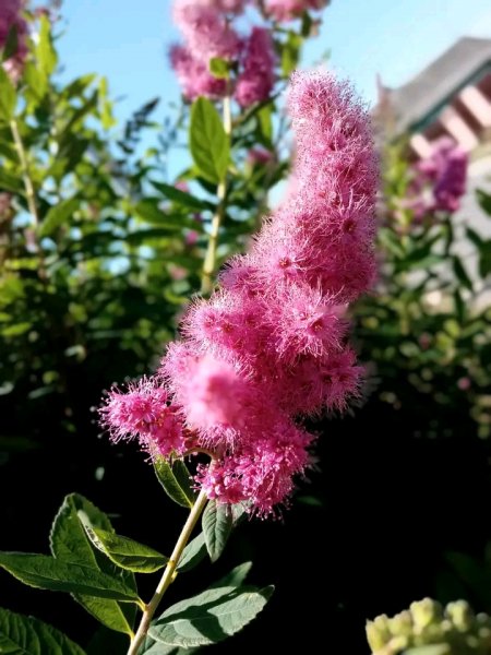 file_96965984