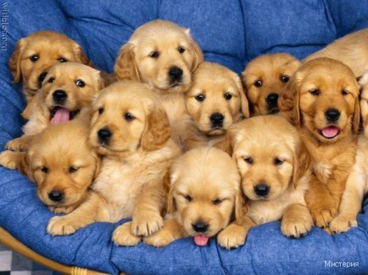 cute puppies 25