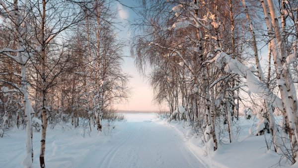Прир (26)