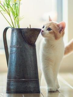 Kitten Vase Flowers