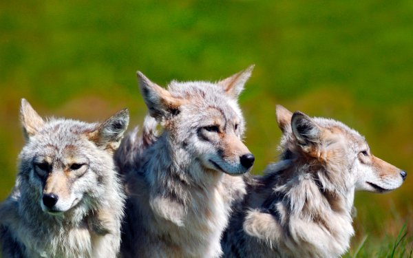Wolf (22)