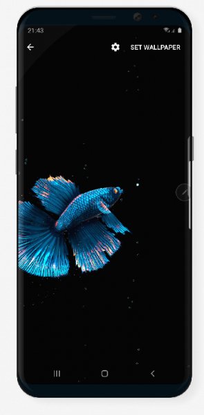 Betta Fish Live Wallpaper v1.1 [Mod]