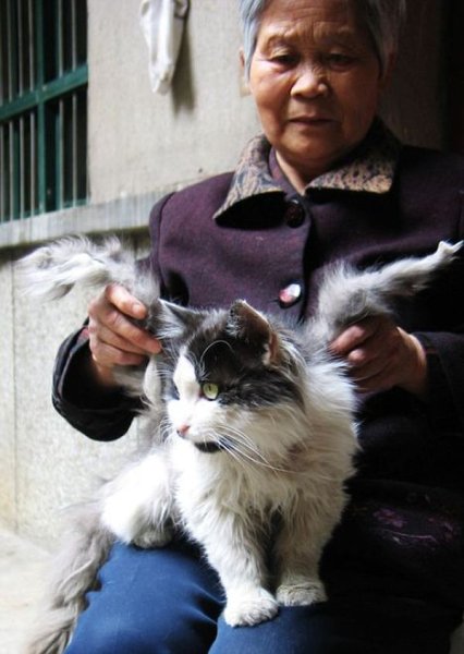 Winged cat 6