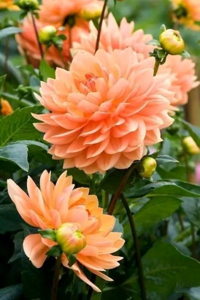 file_96519722