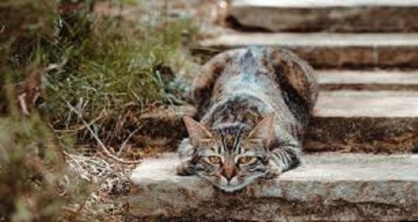 Кошка