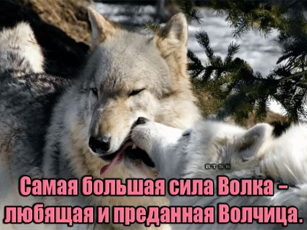 Волк