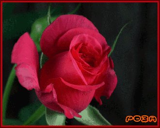 Роза
