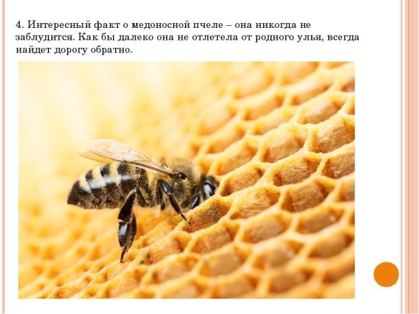 О пчеле
