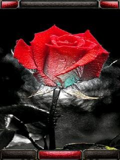 Red rose