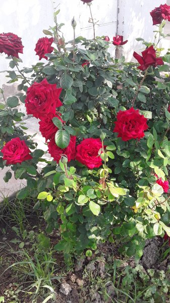 file_81465180