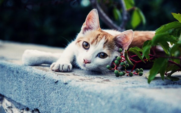 взгляд кошак котяра лапка кот..file