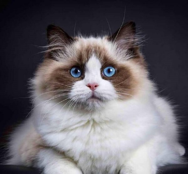 Кошка.. (11)