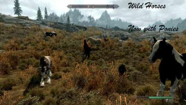 wild horses