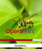 Wasp by Storm