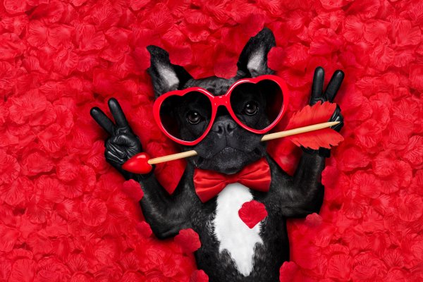 Valentines-Day-Dogs-Fingers-Red-background-Bulldog