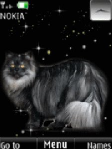 star-cat-animation