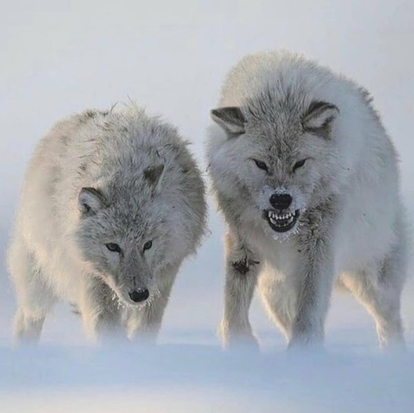 wolf