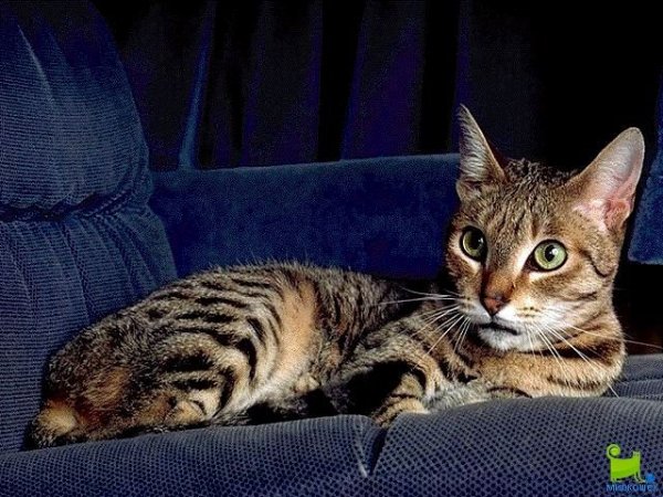 Калифорнийская сияющая кошка
