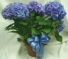 file_85384326