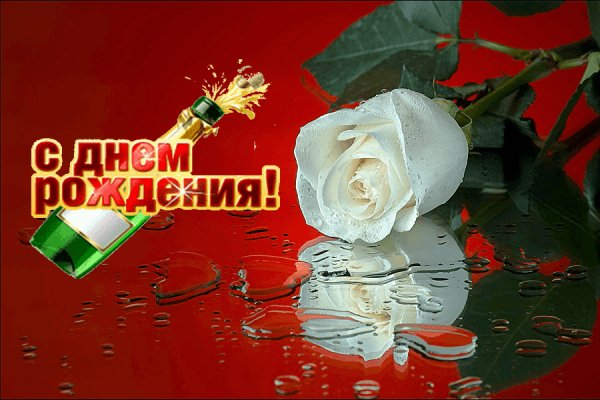 С Днём рождения.Белая роза