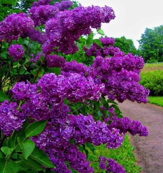 IMG 20200405 160326