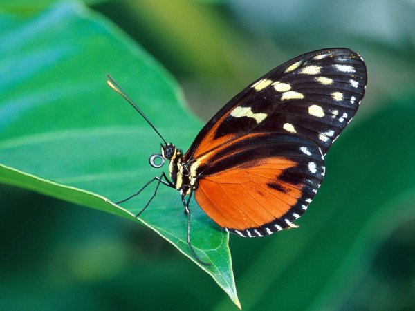 kartinki24 butterfly 0035