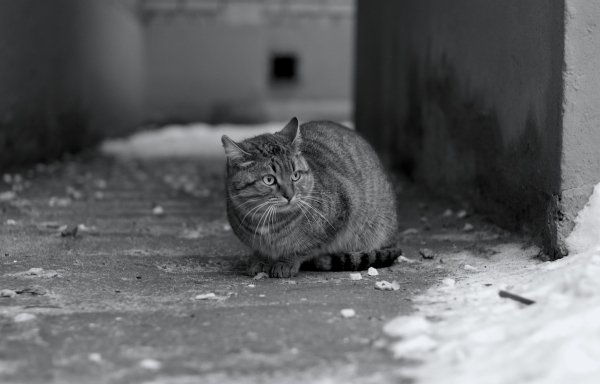 file_84774707